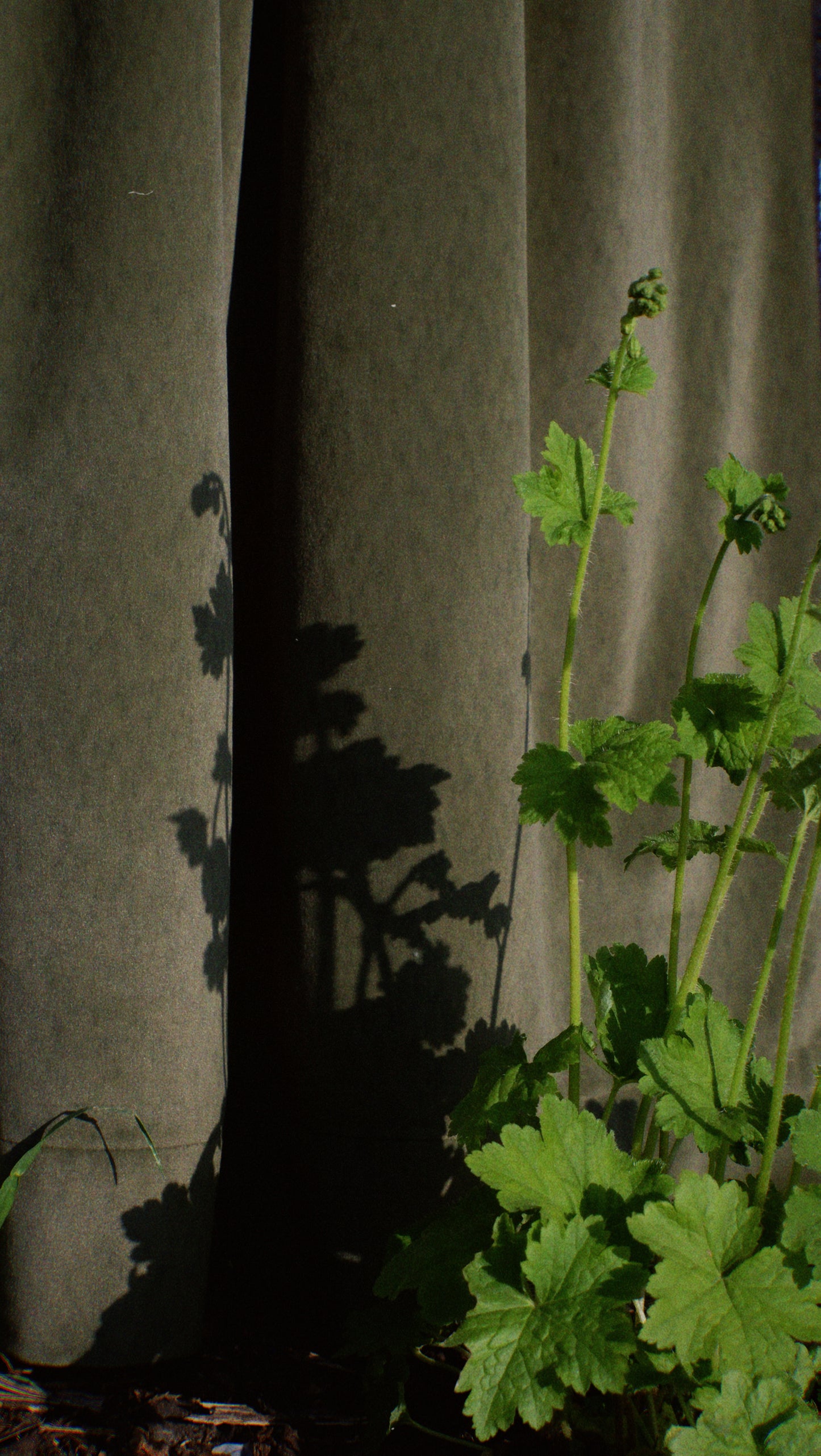 Andelma Olive Stone – Wide Width Alpaca Curtain Fabric